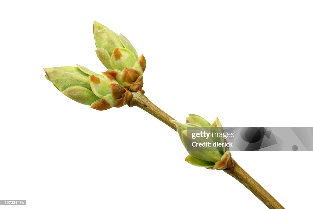 Lilac budding leaves-clipping path