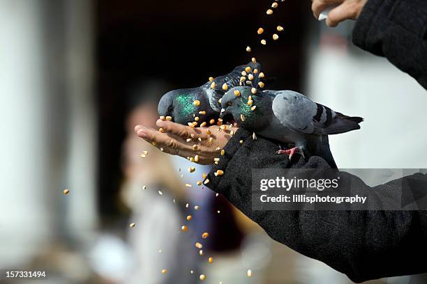 feeding pigeons st. mark's square venice - pigeon stock pictures, royalty-free photos & images