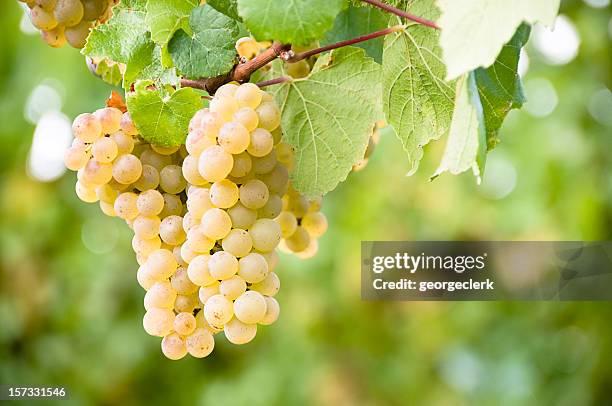 vineyard grapes - chardonnay grape stock pictures, royalty-free photos & images