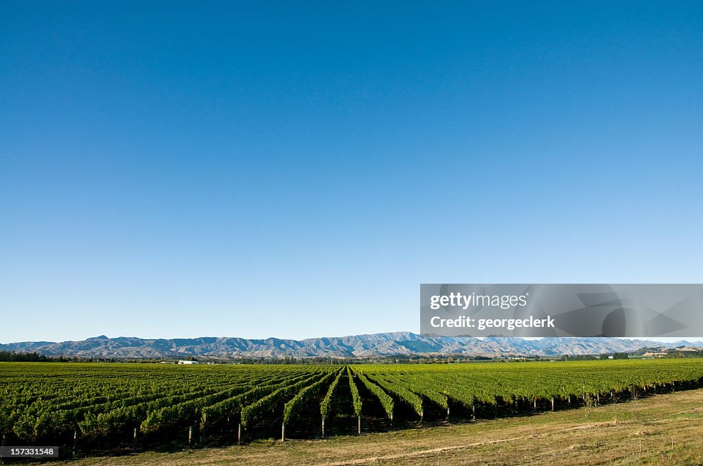 Vineyard mit Textfreiraum