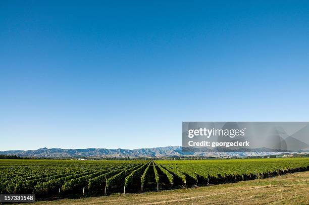 vignoble avec espace pour copie - marlborough new zealand photos et images de collection