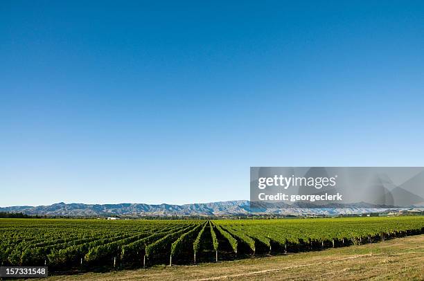 vineyard with copy space - blenheim new zealand stock pictures, royalty-free photos & images