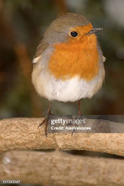 robin - songbird stock pictures, royalty-free photos & images