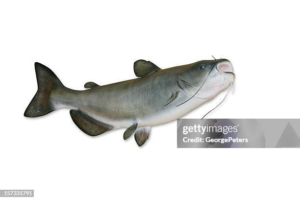 catfish with clipping path - meerval stockfoto's en -beelden