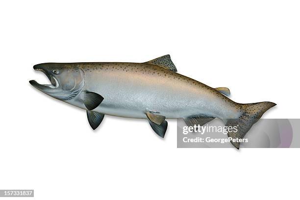 king salmon with clipping path - chinook stock pictures, royalty-free photos & images