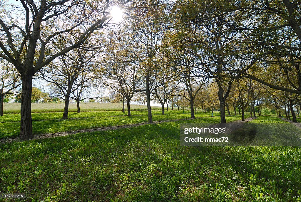 Walnut trees