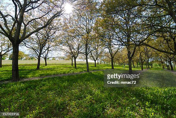 walnut trees - walnut farm stock pictures, royalty-free photos & images