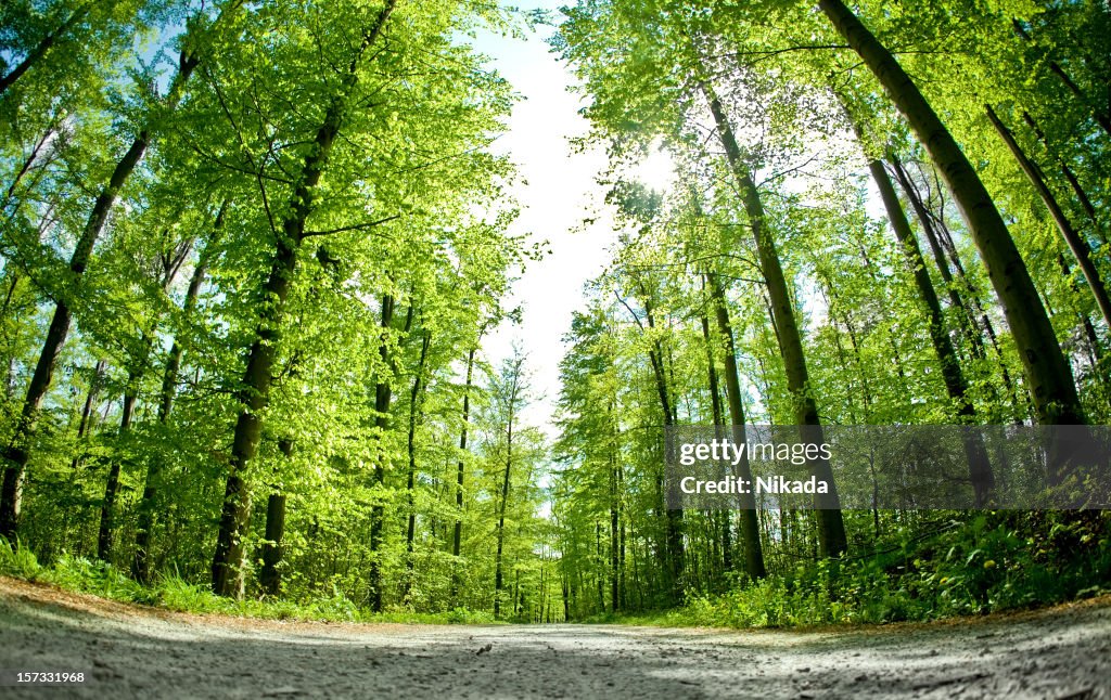 Forest Road en el verano