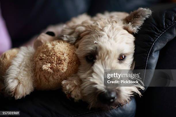 bored - soft coated wheaten terrier bildbanksfoton och bilder