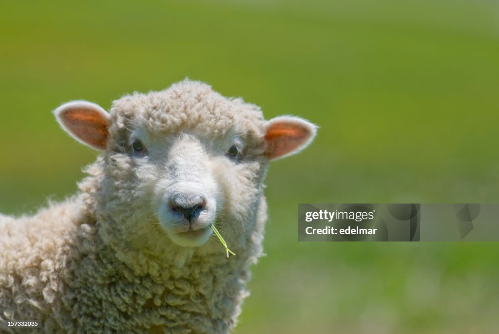 Sheep Strikes a Casual Pose