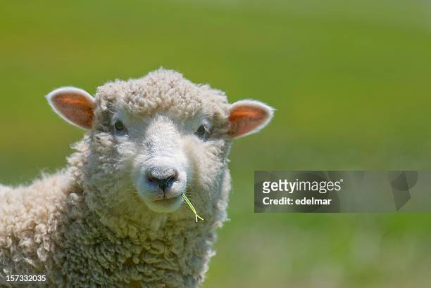 sheep strikes a casual pose - sheep stock pictures, royalty-free photos & images