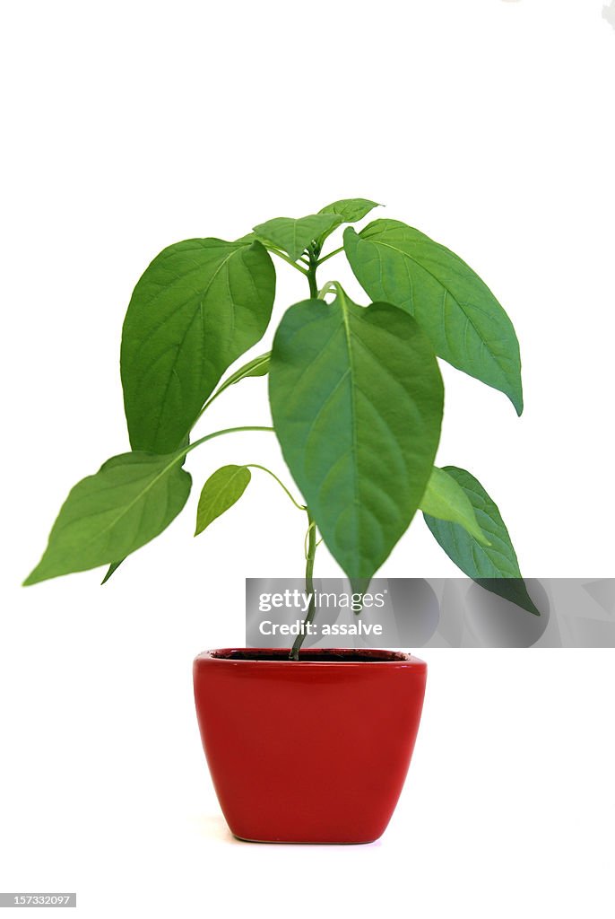 Seeding of a chili plant in red flowerpot (2)