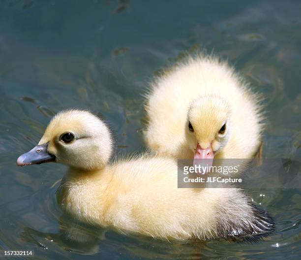 yellow ducklings - duckling stockfoto's en -beelden