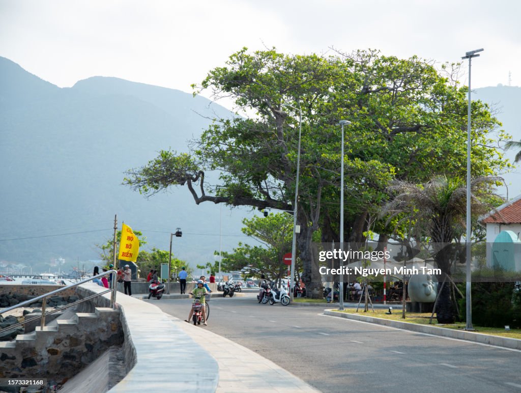 Morning in Con Dao with the road lined with ancient eagle trees, Con Son island, Ba Ria Vung Tau province