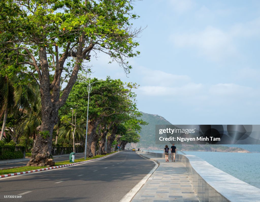 Morning in Con Dao with the road lined with ancient eagle trees, Con Son island, Ba Ria Vung Tau province