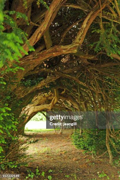 centenarias yew túnel, ciego en la luz - tejo fotografías e imágenes de stock