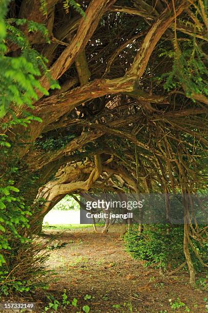 centuries old yew tunnel, blinding light at the end of - yew tree stock pictures, royalty-free photos & images