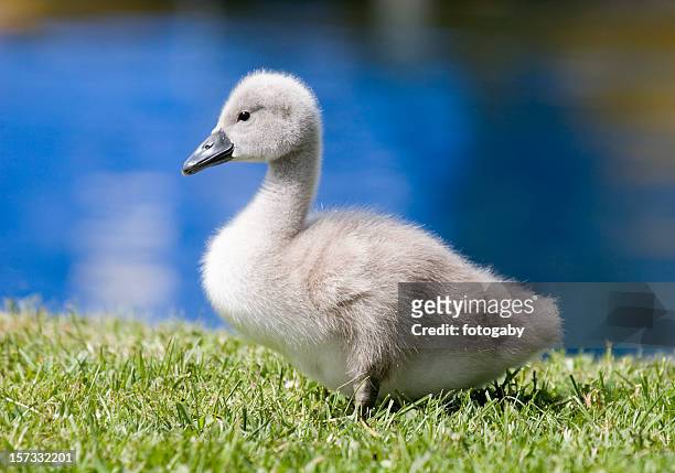 baby swan - cygnet stock pictures, royalty-free photos & images