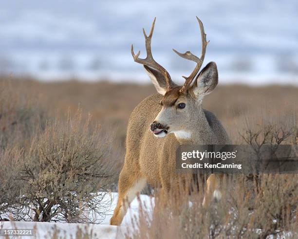 deer buck im winter snow - mule deer stock-fotos und bilder