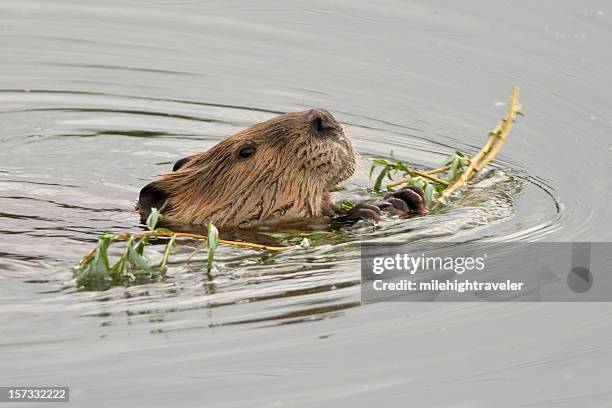 beaver schwimmen und schmatzen auf willows, colorado - kanadischer biber stock-fotos und bilder