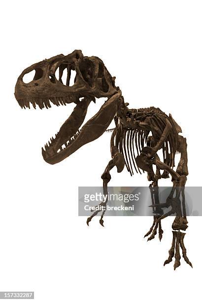 allosaurus - t rex fossil stock pictures, royalty-free photos & images