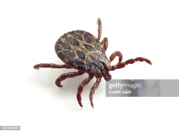 ixodid tick - deer tick stock pictures, royalty-free photos & images
