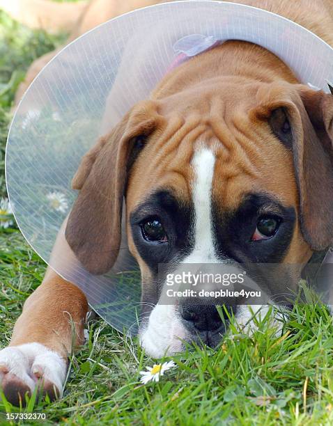 負傷したボクサー子��犬にはラフ - boxer dog ストックフォトと画像