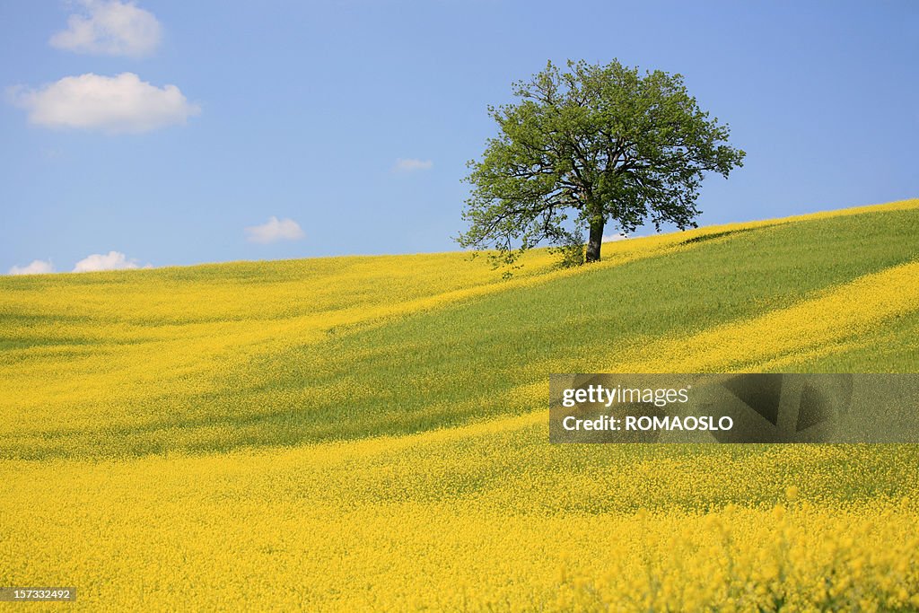 Árbol y amarillo meadow en Val d'Orcia, Toscana, Italia