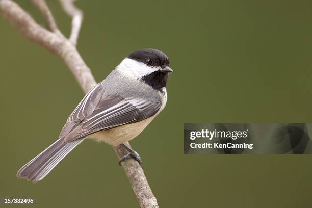 black capped chickadee and green background - chickadee stock pictures, royalty-free photos & images