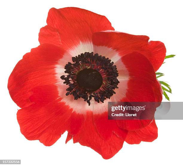 large red poppy with white in the center - poppy stock pictures, royalty-free photos & images