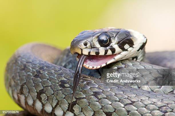 grass snake - grass snake stock pictures, royalty-free photos & images