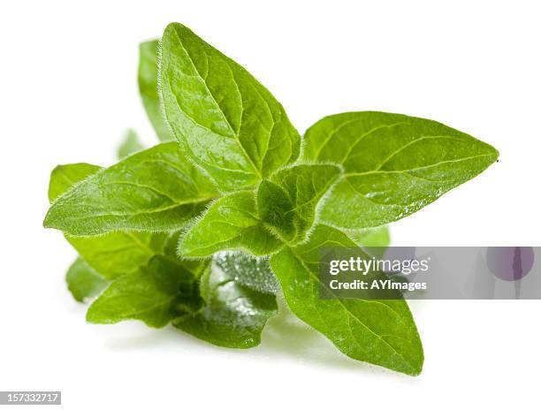 origano (origanum vulgare - origano foto e immagini stock