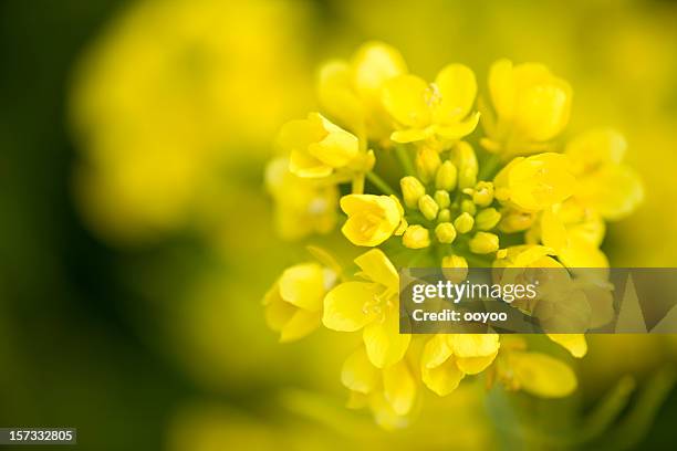 canola flower - brassica rapa stock pictures, royalty-free photos & images