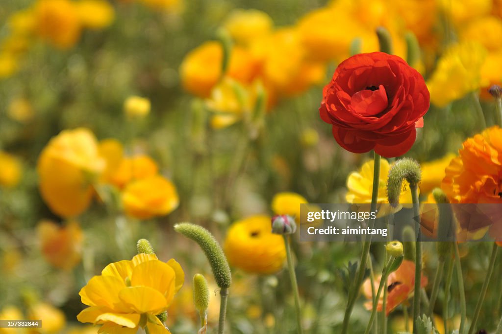 Red Ranunculus among Yellow Ones