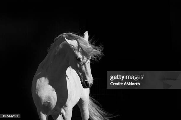 stallion on black - white horse stock pictures, royalty-free photos & images