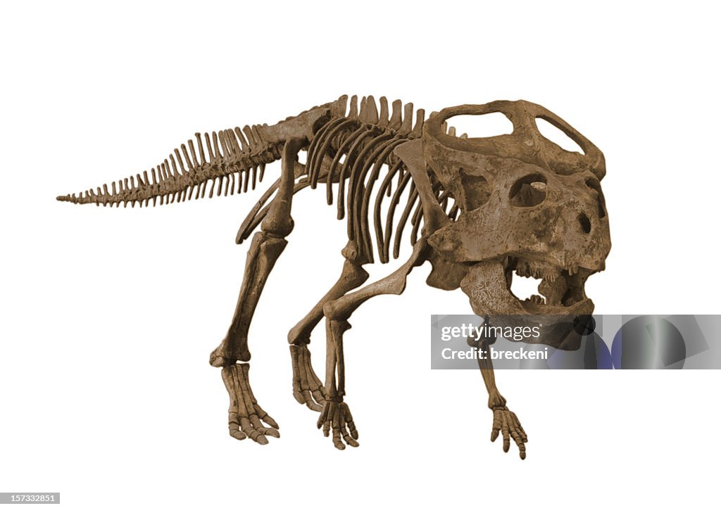 Protoceratops