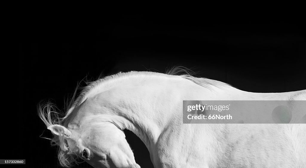 White Horse Stallion Andalusian Black