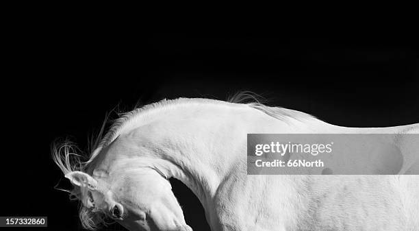 white horse stallion andalusian black - white horse stock pictures, royalty-free photos & images