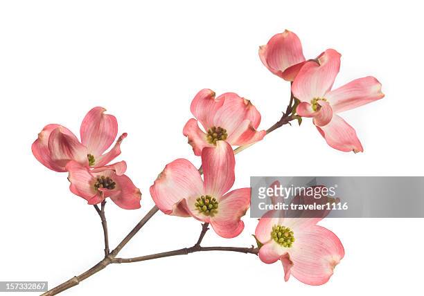 dogwood blossom - plant stem stock pictures, royalty-free photos & images