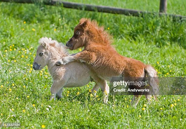 playing falabella fillies - falabella horse stockfoto's en -beelden