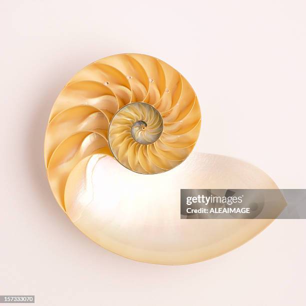 nautical wheel on a tan background - nautilus shell stock pictures, royalty-free photos & images