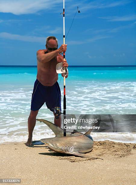 black tip reef shark - caribbean reef shark stock pictures, royalty-free photos & images