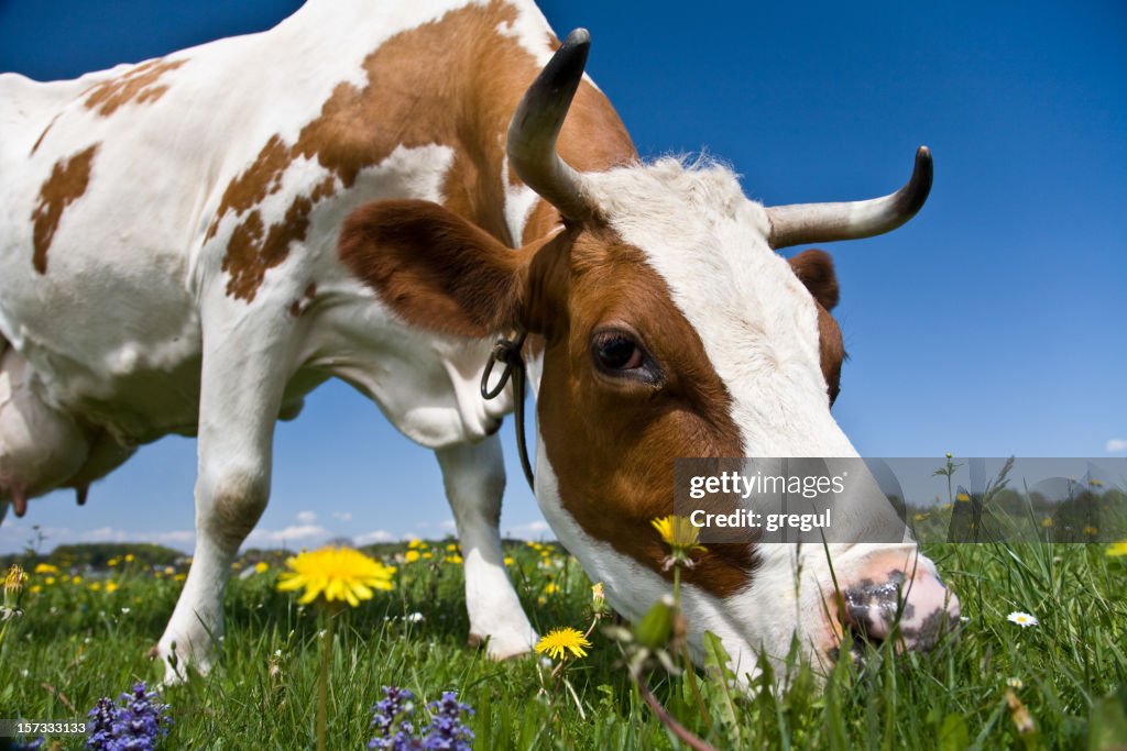 Spring cow