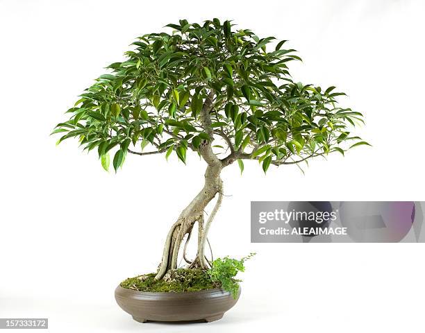 bonsai 1 - kleine boom stockfoto's en -beelden