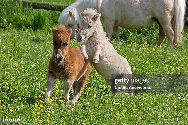 falabella fillies - colts stockfoto's en -beelden