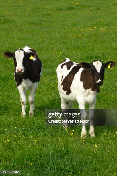 two calves in a green field - baby cow stock pictures, royalty-free photos & images