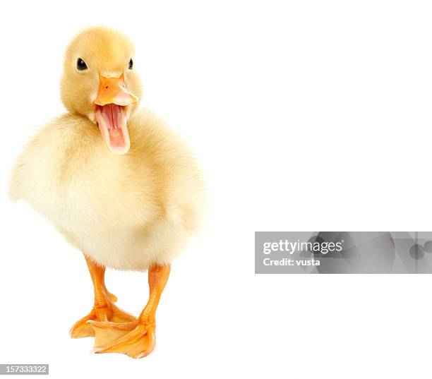 baby - duckling stockfoto's en -beelden