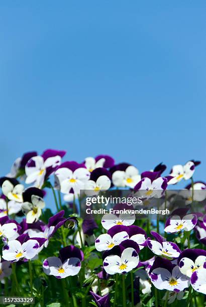 violets against a blue sky. - driekleurig viooltje stockfoto's en -beelden