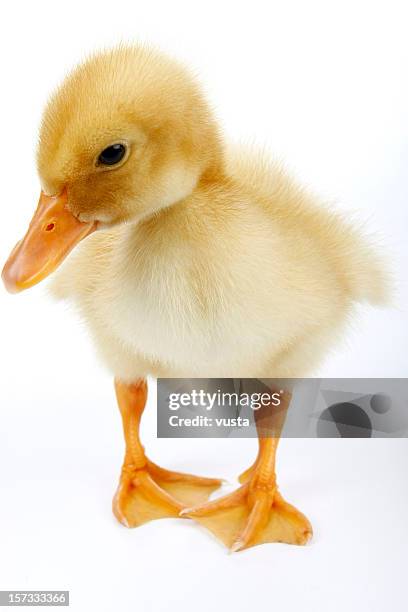 Baby Duck 3 High-Res Stock Photo