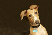 Close-up of a cute Italian greyhound with bone collar belt